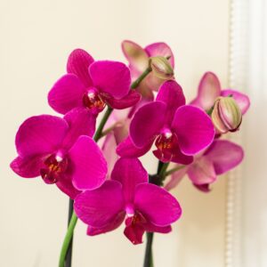 Buquê de Astomélias