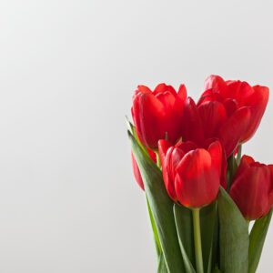Tulipa (Sazonal/Importada)